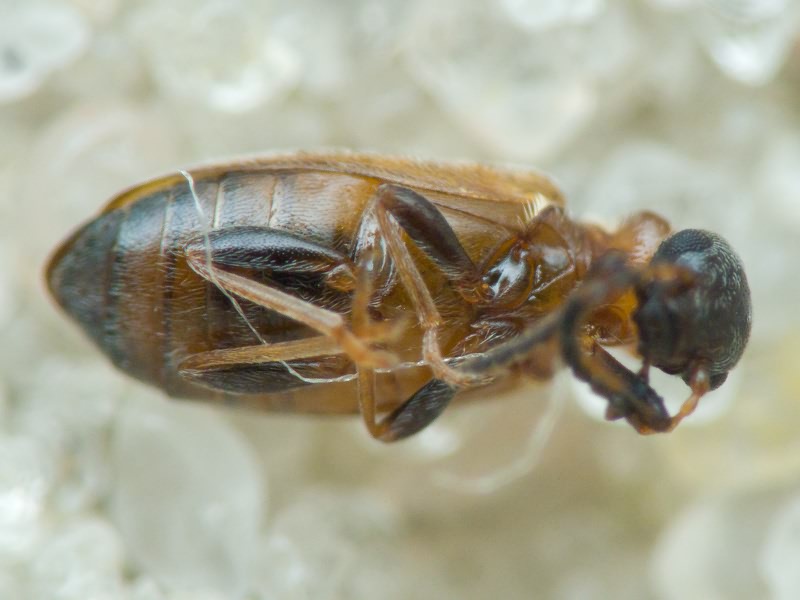 Coleoptera Linnaeus, 1758